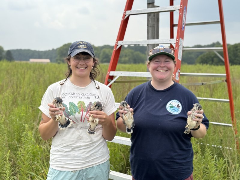 Delaware Wild Lands, DNREC celebrate American kestrel success story