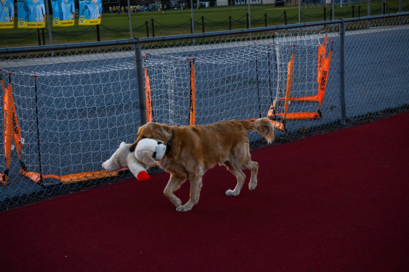 A golden retriever leaves the cross country competition.