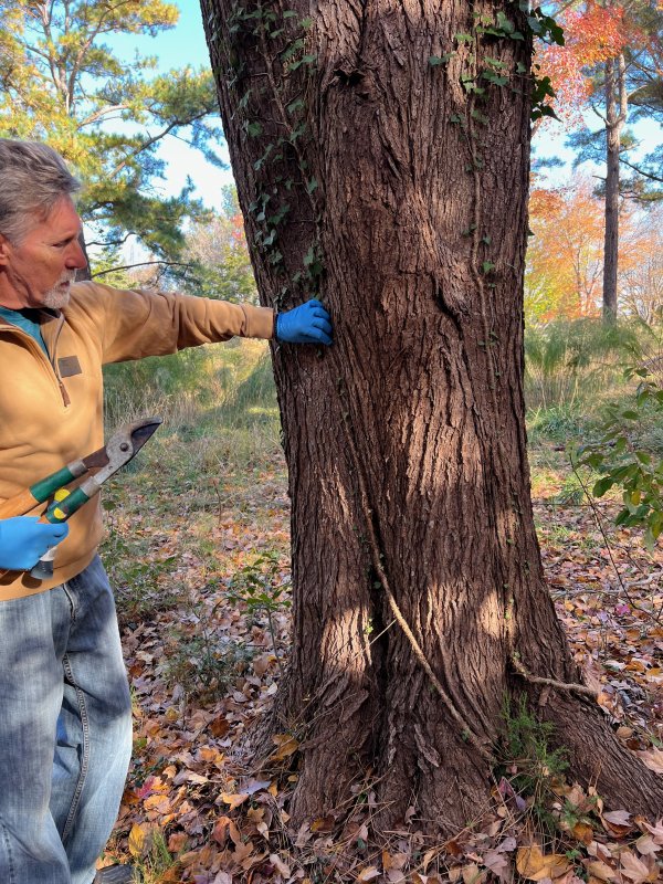 Scott Wilkinson removes English ivy from a tree in the Fourth Street Preserve in Lewes. Removal of invasive species is another step toward transforming the 29-acre site into a protected preserve and wildlife habitat.