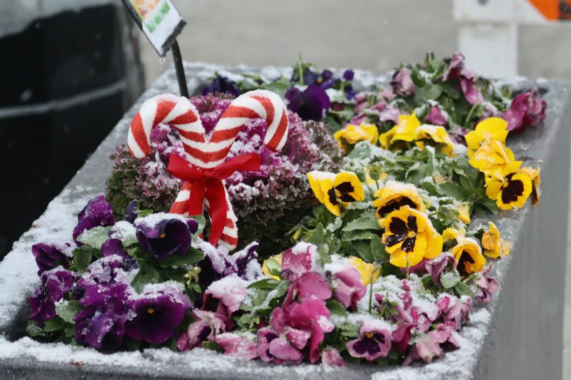 A Dewey in Bloom planter looks festive for the holiday season. BILL SHULL PHOTO
