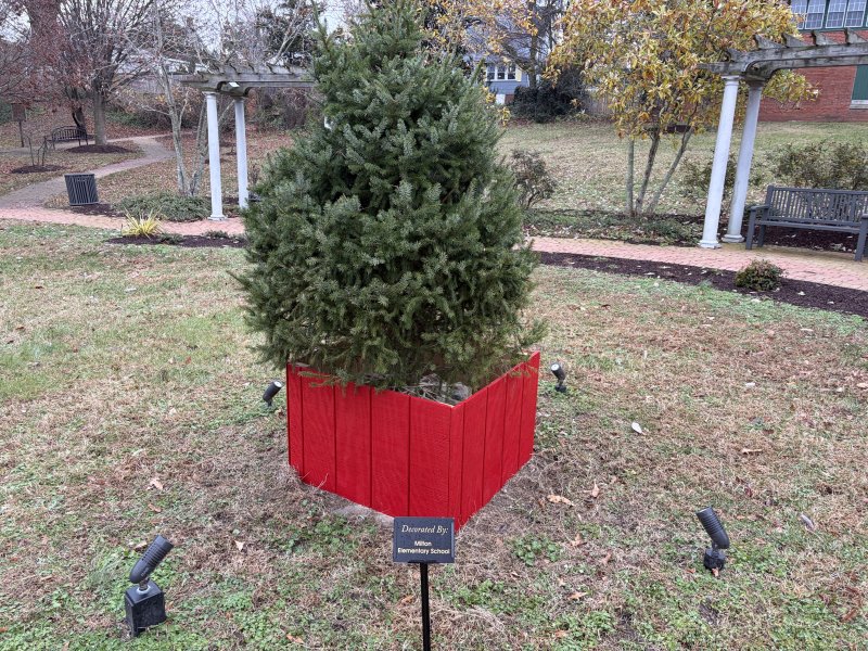 The tree for Milton Elementary School before being decorated.