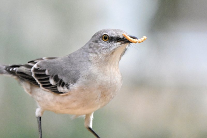 MICHELE WALFRED PHOTO