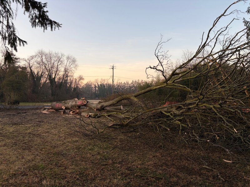 A 100-plus year old pecan tree at the corner of Route 16 and Union Street Extended came down Jan. 8, making way to traffic improvements related to the construction of a new Royal Farms gas station and convenience store. Pieces of the tree are planned to be saved for historical research. RYAN MAVITY PHOTO