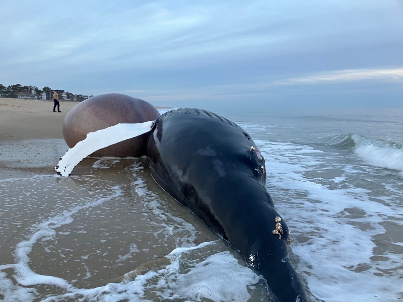 This 30-foot whale washed ashore Jan. 8 in the Bethany Beach area. The MERR Institute is working to learn more about its demise. SUBMITTED PHOTO