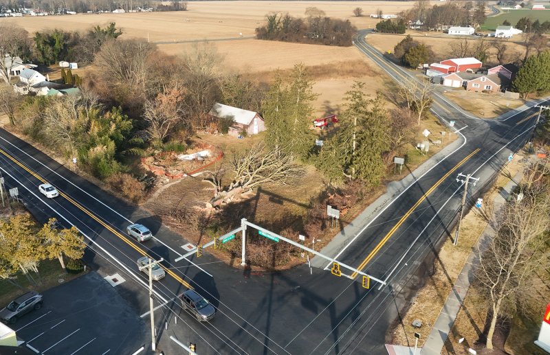 An overhead shot of the tree on the ground. NICK ROTH PHOTO