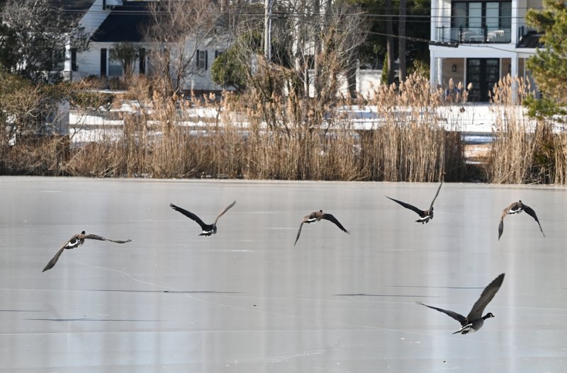 Canada geese take off from the frozen Silver Lake in Rehoboth Beach.