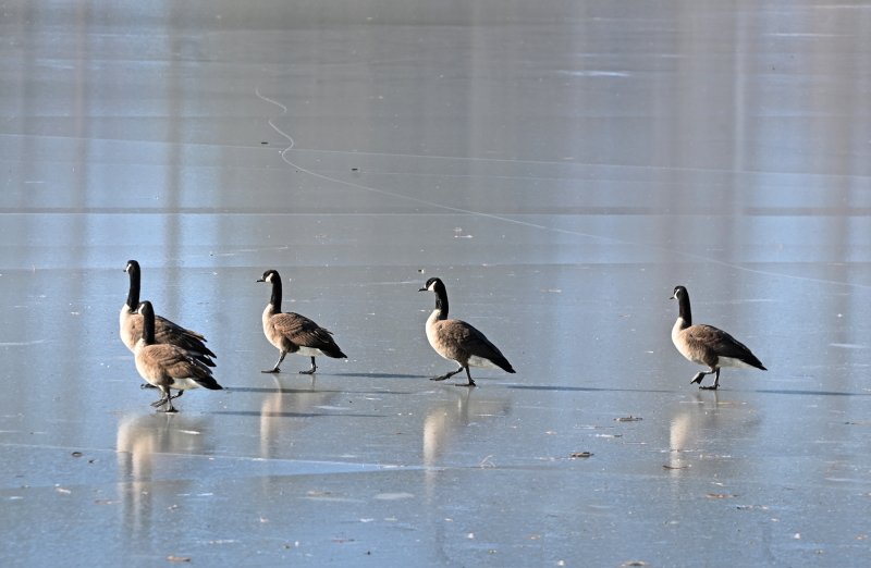 The ice on Silver Lake in Rehoboth Beach may not be thick enough for skating, but it’s strong enough for Canada geese to walk on.