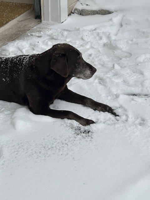 Sue Mueller’s friend Fenway is keeping it chill.