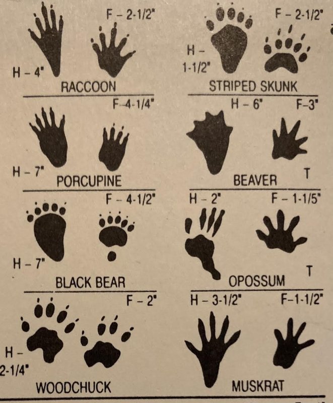Winter wildlife: hibernate, migrate or survive