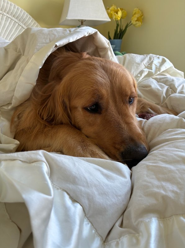 Arleen Laporte’s dog Clancy said “There’s no way you’re getting me to go out there!”
