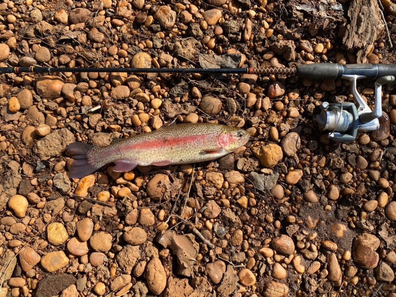 Delaware trout season opens Saturday, March 7. A large number of rainbow trout have been stocked in Tidbury Pond near Dover and Newton Pond near Georgetown. ERIC BURNLEY PHOTO