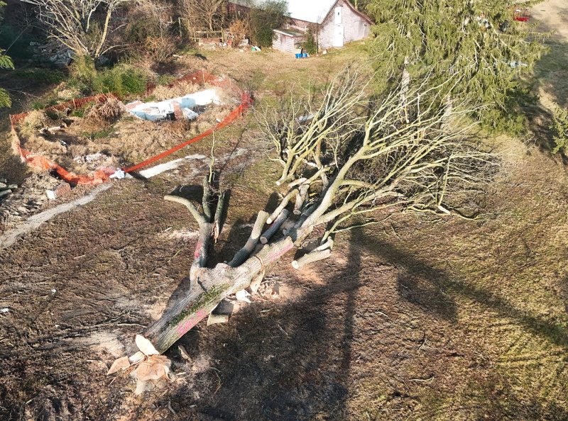 The next life of Milton’s pecan tree