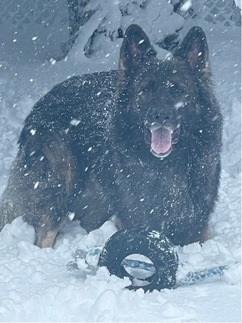 Karma is a happy pup, playing in the snow in this photo from Shawn Ramp in Oak Orchard.