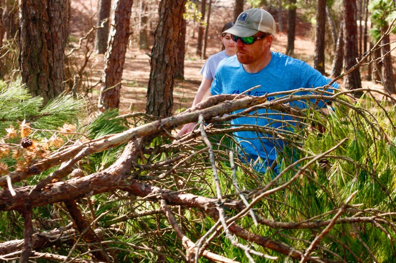 Chuck Legates handles a limb loaded with pines.