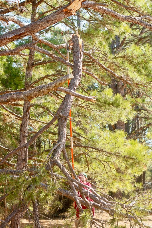 Ryan Dunhamn has to use a special saw to cut down the higher branches.