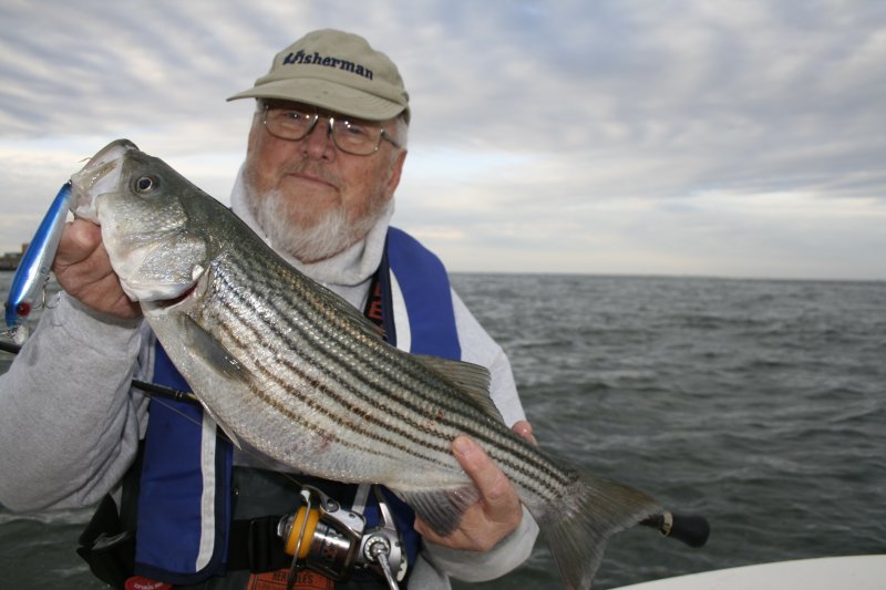 Recreational fishermen harvest majority of striped bass