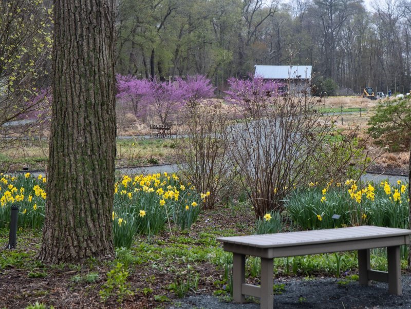 Daffodils and redbud trees bloom in the Folly Garden. SUBMITTED PHOTOS