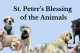 St. Francis, Animal Blessing, St. Peter