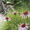 Lewes Garden Tour