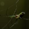 Spider, Bugs, macro