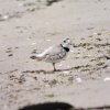 DNREC will close The Point at Cape Henlopen State Park in spring and summer to protect nesting species, like the piping plover. DNREC PHOTO