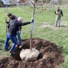 Landscapers place the official Lewes semiquincentennial tree in Stango Park March 25. BILL SHULL PHOTO