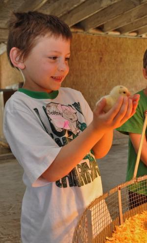 Jeffrey Rainier, a Rehoboth Elementary School kindergarten student, is all smiles as he cuddles a baby chick. BY RON MACARTHUR