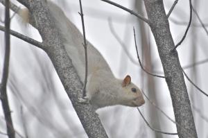 A rare white squirrel keeps watch over its nearby nest. Scientists believe the light-haired squirrels are actually gray squirrels with a genetic color variation. BY RON MACARTHUR