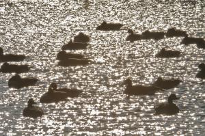 Geese are silhouetted by the early morning sun as it rises to light up the area around Blockhouse Pond. BY RON MACARTHUR