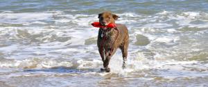 The "real" pooch plunge is taking place in the ocean as Buckley comes out of the surf. Several other Labradors and retrievers followed suit taking a dip in the ocean. BY RON MACARTHUR