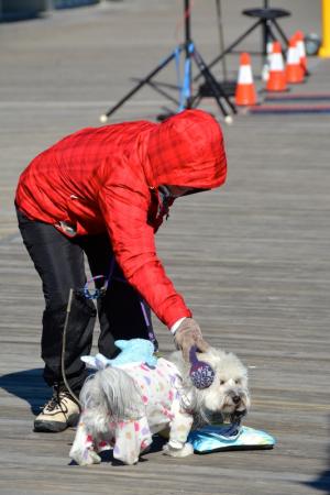 Harley gets some costume adjustments from owner Deborah Doricchi of Rehoboth Beach after the pet parade. Harley walked away with top honors in the costume contest. BY RON MACARTHUR