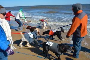 Dogs gather at the shoreline the day before the people's plunge to take their own dip in the chilly ocean. BY RON MACARTHUR