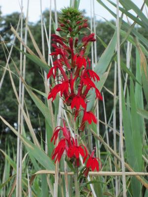 Cardinal flower (Lobelia cardinalis) is native to gardens around the Inland Bays. SOURCE SUBMITTED