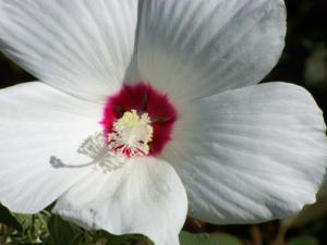 Marsh Hibiscus (Hibiscus moscheutos) grow in gardens near the Inland Bays. SOURCE SUBMITTED
