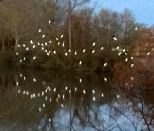 Egrets in White’s Pond