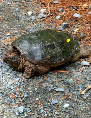 Snapping turtle