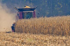 A combine mows down rows of corn in a field off Route 24 near Lewes. RON MACARTHUR PHOTO