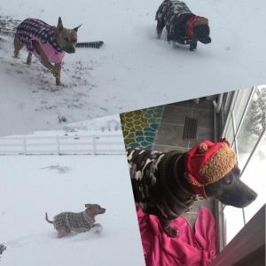 Diva, Diesel and Noah of Lewes enjoy the day romping in snow. Ashley Martin sent in this photo collage.