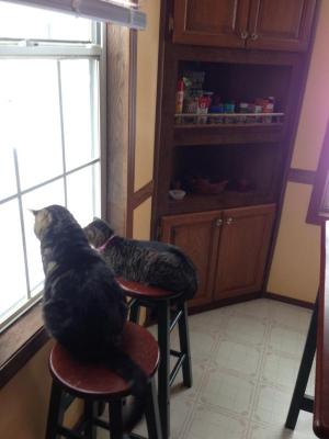 JB Norman took this photo of Ella and Bella, who look as if they’re saying, “What’s all this white stuff?”