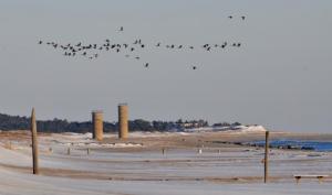 A flock of geese fly over the beach and World War II towers near Cape Henlopen State Park. RON MACARTHUR PHOTO