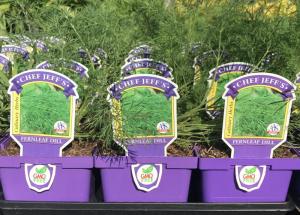 Wharton’s Garden Center herb