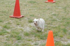 Chihuahua races