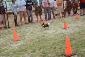 Chihuahua races