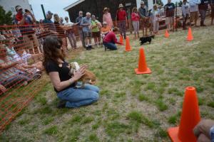 Chihuahua races