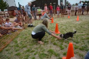 Chihuahua races
