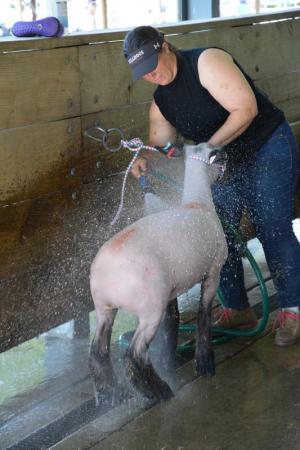 It’s important to keep your sheep clean. Stephanie Hearn of Sandy Loam Farm in Laurel hoses off one of her sheep in preparation for a competition.