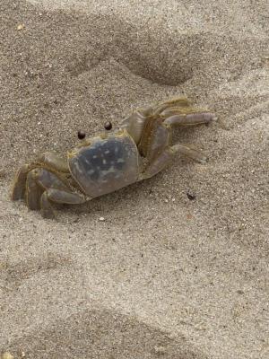 Ghost Crab - They can really move!
