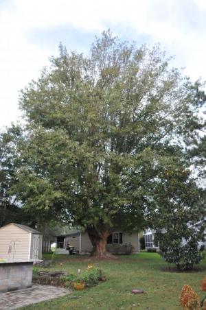 Rehoboth property owners have filed an appeal to the board of commissioners questioning the shade tree commission’s decision to allow this tree to be cut down. CHRIS FLOOD PHOTO