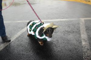 Paws Prints costume contest