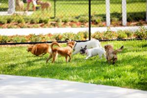 Vines of Sandhill, Pets